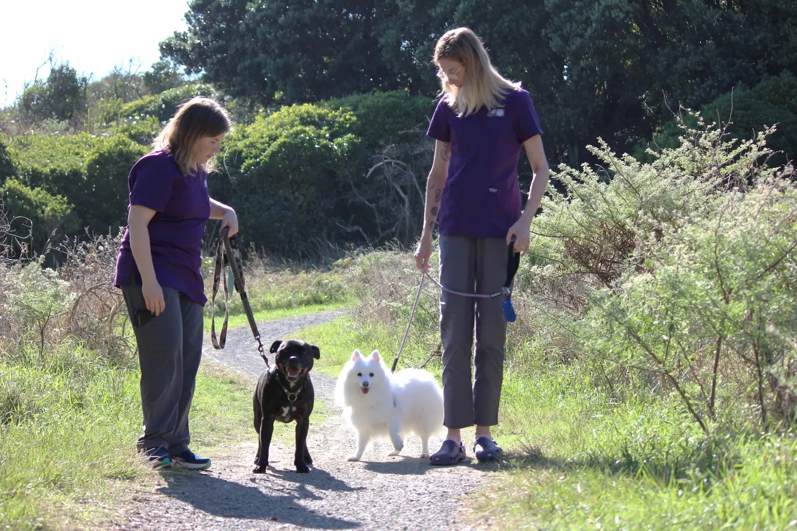 Professional veterinary care for dogs